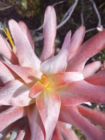 Mimetes splendidus stem-tip from above when flowering